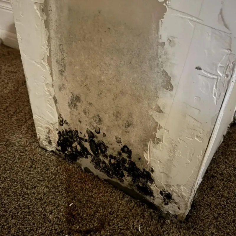 Professional Mold Removal in Lebanon, OH